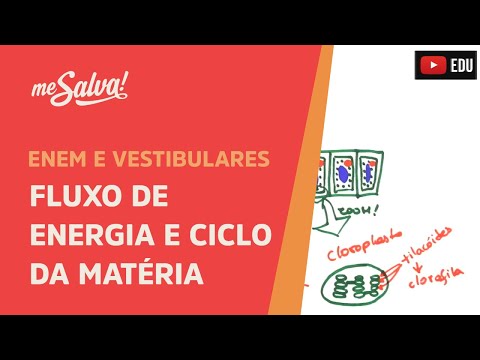 Vídeo: Diferença Entre Fluxo De Energia E Ciclo De Matéria