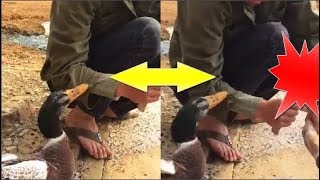 Chú vịt cản chủ ra tay g.i.ế.t bạn - câu chuyện khiến hàng nghìn người đau lòng nhất MXH hôm nay
