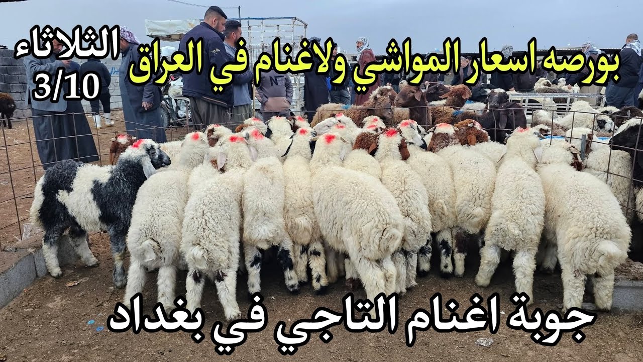 اسعار المواشي و الأغنام في العراق سوق مواشي التاجي في بغداد يوم الثلاثاء 3/10 سوق مركزي 