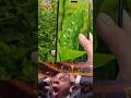 Honor🔥 Smartphone DSLR 📷 Camera #honor #trending #guptaguide #smartphone #shorts