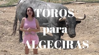 TOROS VICTORINOS para Corrida de Toros en Algeciras(Manuel Escribano, Antonio Ferrera y M.A.Pacheco)