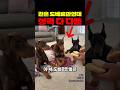 같은 도베르만인데 성격 다 다름 thumbnail