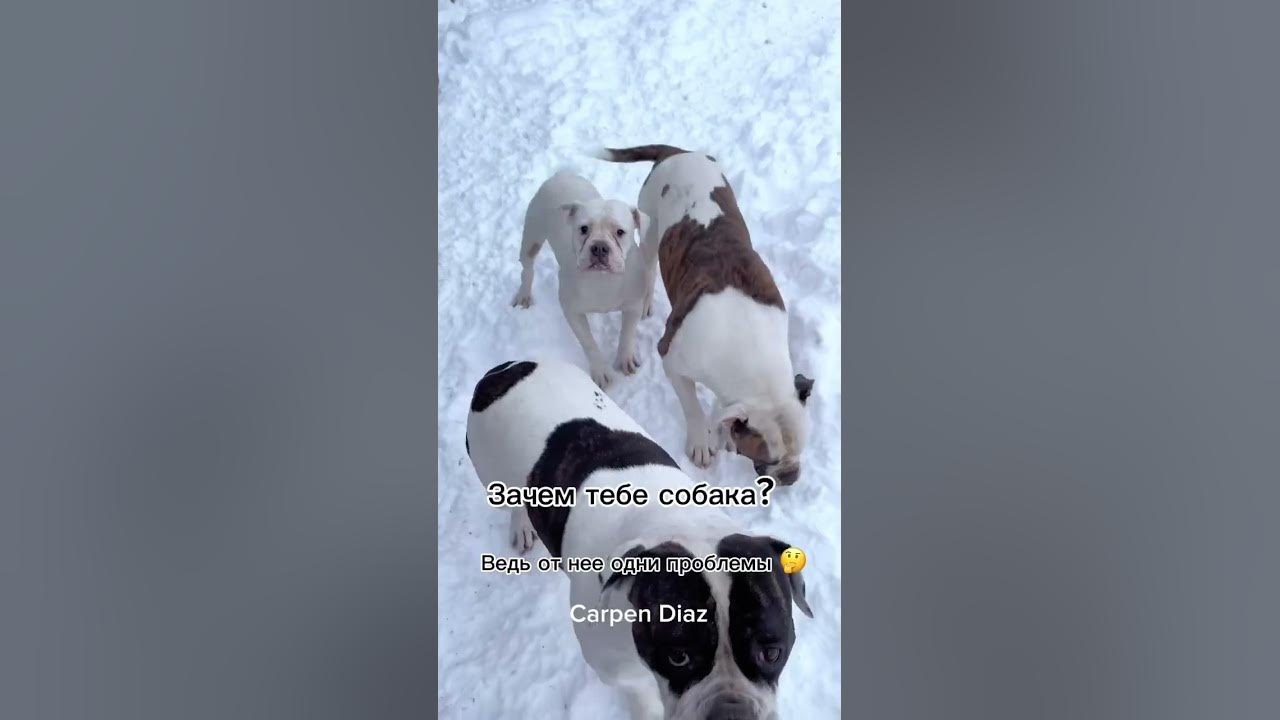 Зачем тебе собака? 😏 - YouTube