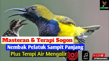MASTERAN SOGON MATERI PELATUK SAMPIT PANJANG