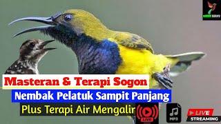 MASTERAN SOGON MATERI PELATUK SAMPIT PANJANG