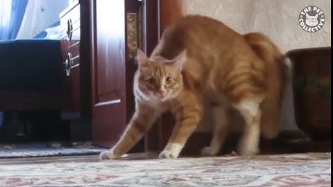 khoảnh khắc hài hước của thú cưng  | Funny Pet