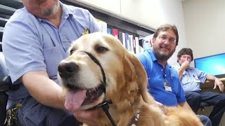 Carilion employees get surprise visit from therapy dogs