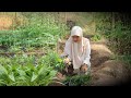 Cah Kangkung Kesukaan Sejuta Umat | Indahnya Kehidupan Di Desa