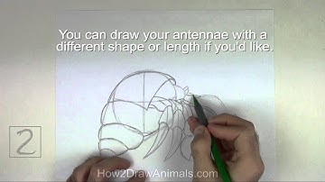 How to Draw a Hermit Crab