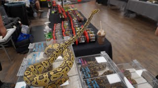 Lone Star Reptile Expo! Schertz Tx! (April 2024) by TexasMadeMorphs  2,605 views 3 weeks ago 18 minutes