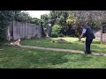 Norwegian Buhund Time demonstrating a change of position の動画、YouTube動画。