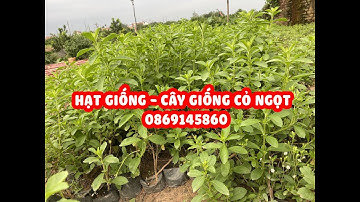Hạt giống cỏ ngọt - Cây giống cỏ ngọt. Cung cấp cỏ ngọt khô gửi hàng toàn quốc