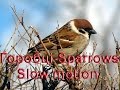 Горобці-Sparrows. Slow motion