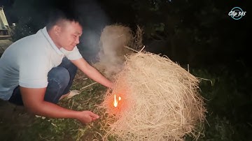 Cá lóc đồng nướng rơm, thơm ngon hết sảy