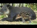 Nando el tapir, la mascota oficial de Animaya