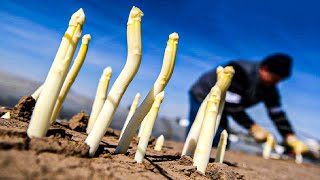 How Farmers Produce Millions of Asparagus and Harvesting  Asparagus Farming Technology