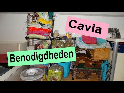 Video: Verzorging Van Cavia's