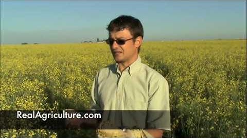 Canola School - Lygus Bugs