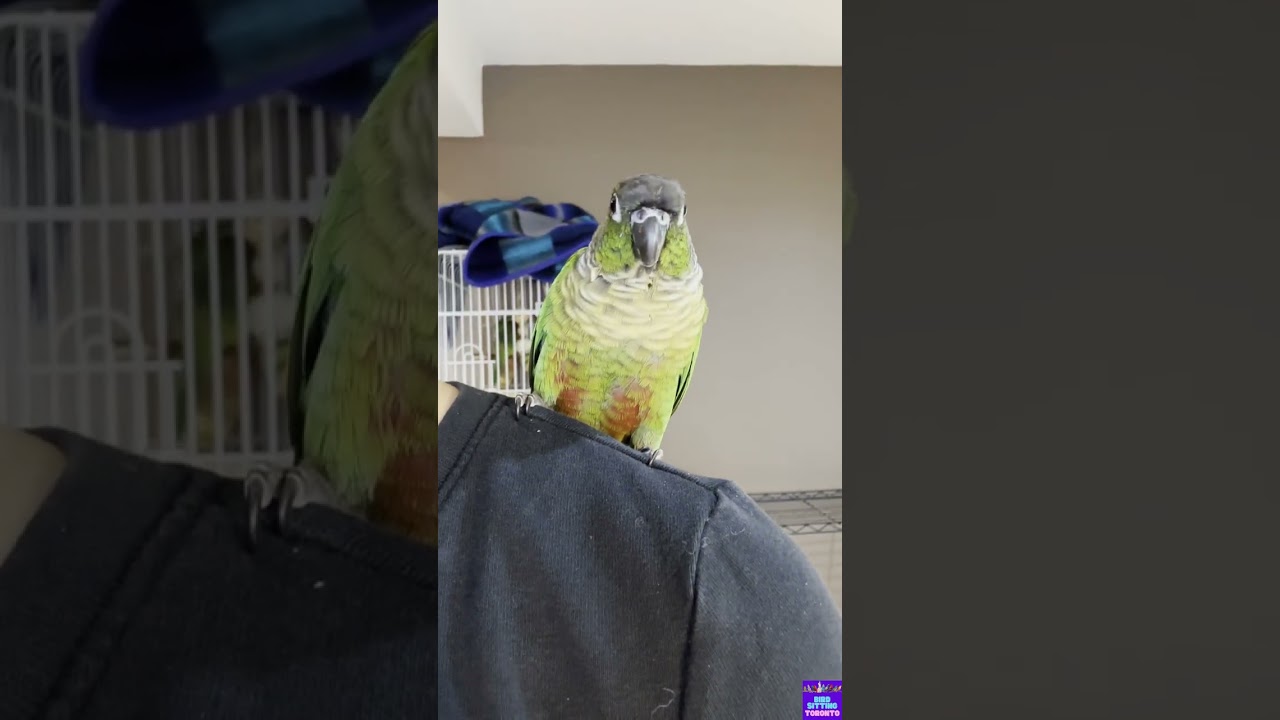 Kiwi's boarding recap with Bird Sitting Toronto