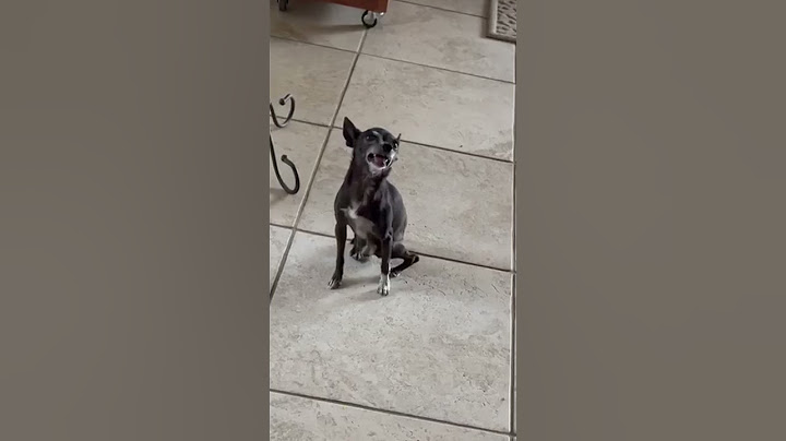 Tiny Dog Has Giant Sneeze