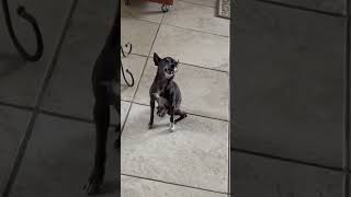 Tiny Dog Has Giant Sneeze