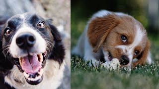 Baby Dogs - Cute and Funny Dog Videos Compilation #25 | Aww Animals