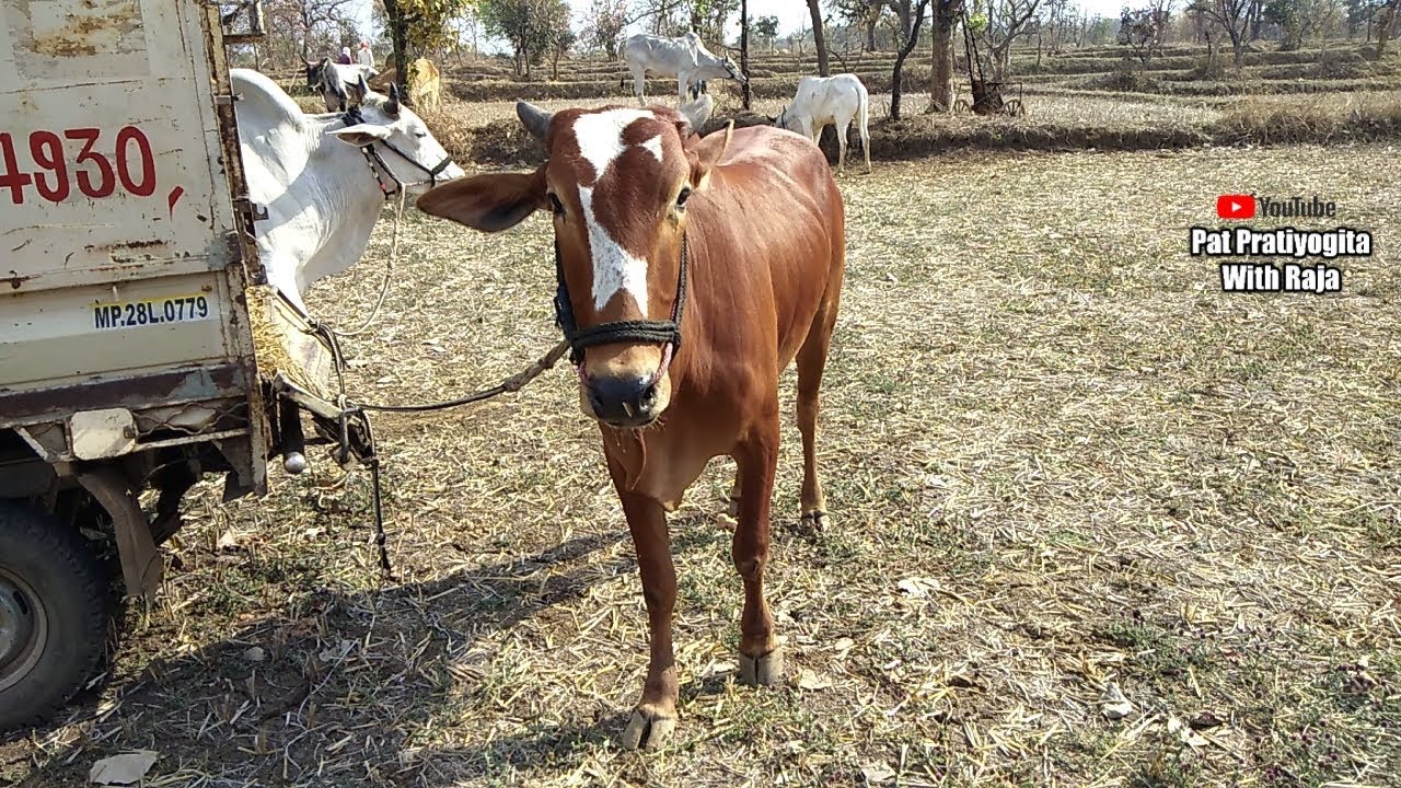 Red bull ox race bailgada sharyat  indian cow  pat pratiyogita