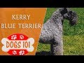 Dogs 101 - KERRY BLUE TERRIER - Top Dog Facts About the KERRY BLUE TERRIER