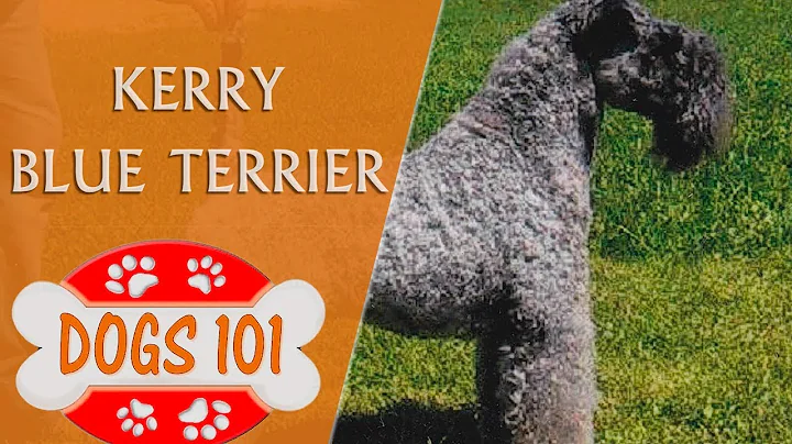 Dogs 101 - KERRY BLUE TERRIER - Top Dog Facts About the KERRY BLUE TERRIER