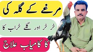 Murga Ka Gala Ki Khar Khar Aor Gala Kharab Ka Ilaj | Abbas Modern Aseel