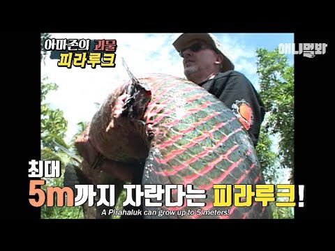 애니멀봐 사모예드 People freshwater fishing at the Amazon River