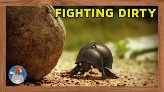 Minuscule  The Dung Beetle Battle