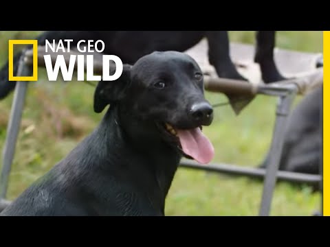 Training British Labrador Retrievers | Man, Woman, Dog