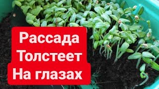 Подкормите этим молодую рассаду для мощной корневой