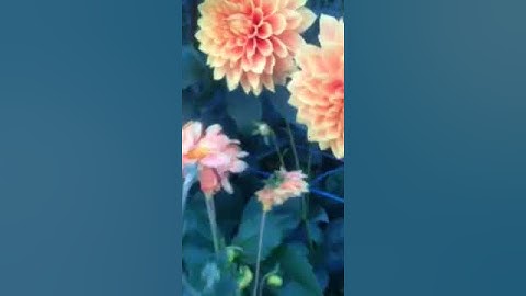 hoa thược dược cam ngoại _ dahlia mythe