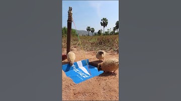 Amazing Quail Trap#shortsvideo#birds#traps #youtubeshorts #trendingshorts