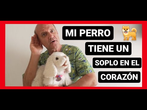 Video: Detección de síntomas de un soplo en el corazón de un perro