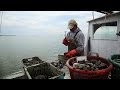 Chesapeake: Can Oysters Save the Bay?