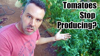 Why Are My Tomatoes Not Producing???