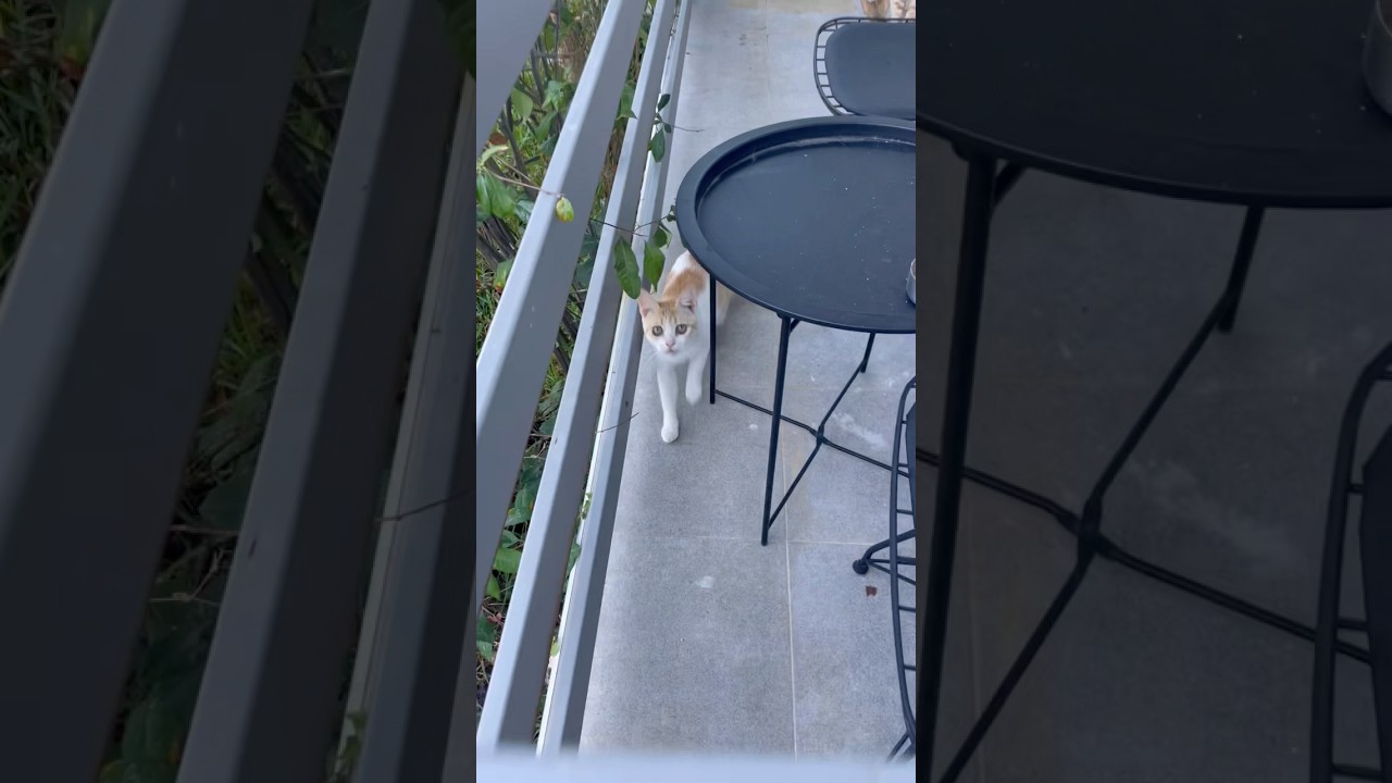 CATkada #lefkada #catshorts #shorts #cute #cat