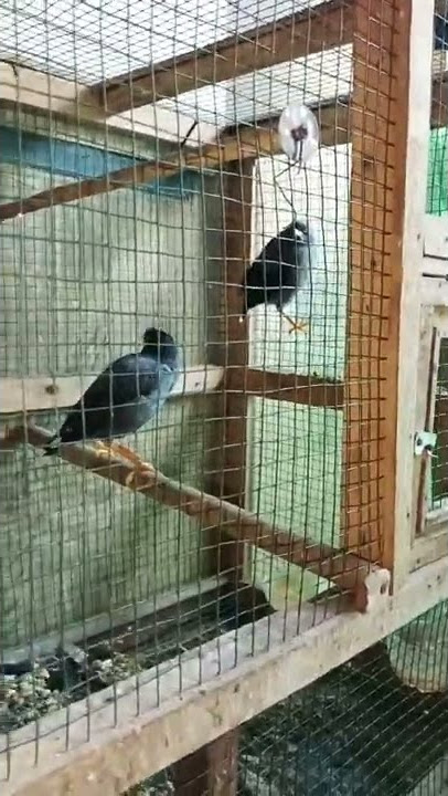 sepasang jalak kebo | ternak jalak kebo | jalak kebo