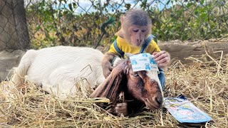 Cutis Panicked Immediately Go To Market Buy Medicine When Goat Sick