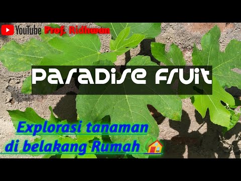 Video: Tumbuh Buah Ara Di Rumah