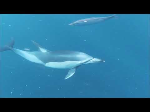 Video: Opis in fotografije Blue Grotto - Malta: Otok Malta