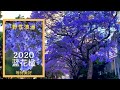 2020蓝花楹等待美好：悉尼网红街道蓝花楹静谧绽放羡煞旁人 | 野性澳洲 Blooming Jacaranda Sydney 2020