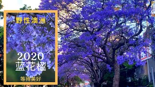 2020蓝花楹等待美好：悉尼网红街道蓝花楹静谧绽放羡煞旁人 | 野性澳洲 Blooming Jacaranda Sydney 2020