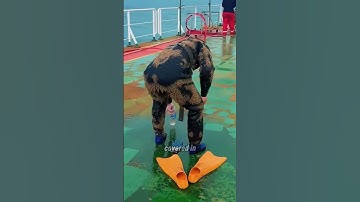 Why do fish swim into a diver