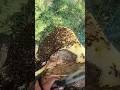 🍯HARveSt  Wild Honey🍯#shortsfeed #bee #honey #honeybees #shorts #shortvideo #facts #ytshorts #yt 🐝🐝