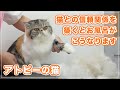 【ナッツちゃん④】キャットグルーマーとの信頼関係が出来てると、猫のお風呂はこうなります【アトピーの猫】