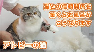 【ナッツちゃん④】キャットグルーマーとの信頼関係が出来てると、猫のお風呂はこうなります【アトピーの猫】